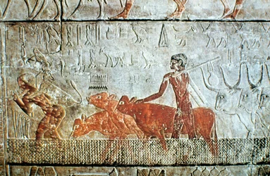 Gående storfe over en kanal, veggrelieff, Saqqara, Egypt