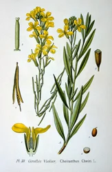 Veggblomst, 1893