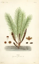 Vann kjerringrokk eller sump kjerringrokk, Equisetum fluviatile, Prele