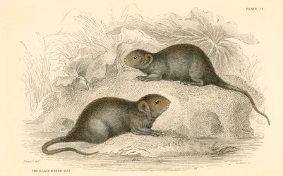 Vannsmus Arvicola terrestris, også kjent som svartvannsrotten, 1828