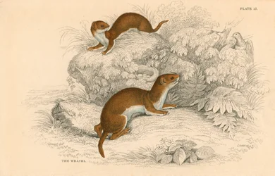 Weasel Putorius nivalisMustela vulgaris, den minste europeiske rovdyr, 1828