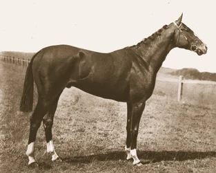 Værhane, 1911