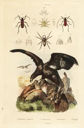 Havørn, Haliaeetus albicilla 5, og bytte, vannedderkopp, Argyroneta aquatica 1, Purpuricenus-biller 2