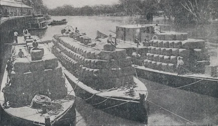 Ulllektere på Murray River, 1923.