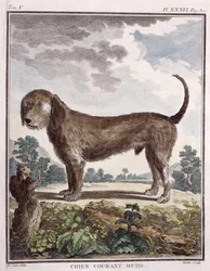 Cross Breed Dog (farget trykk)