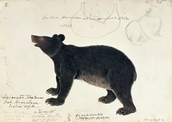 Tegning av en asiatisk svartbjørn, Ursus thibetanus, fra den sentrale delen av Himalaya