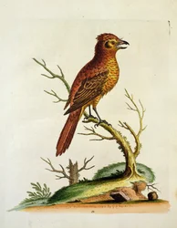 Indian Great Crested Bulcher Bird, pub. mai 1742 av G.E. Inard