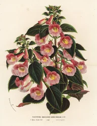 Achimenantha x naegelioides, rosa og gull kultivar. Plectopoma naegelioides aureo-roseum. Håndkolorert litografi fra Louis van Houtte og Charles Lemaires Blomster i hagene og drivhusene i Europa, Flore des Serres et des Jardins de l#39;Europe, Gen