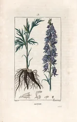 Aconit - Gravering av Lambert etter en tegning av Pierre Jean Francois Turpin (1775-1840), fra La flore medicale, de Chaumeton, Poiret et Chamberet, Paris 1830 - Munkehette, Aconitum napellus, som viser blomster, blader og røtter - Gravering av Lambert fra