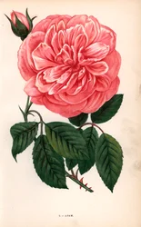 Adam-rose, en variant av terosen dyrket av Monsieur Adam av Reims i 1838. Kromolitografi tegnet og litografert etter naturen av F. Grobon fra Hippolyte Jamain og Eugene Forneys «Les Roses», Paris, J. Rothschild