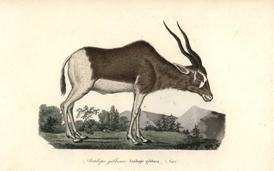 Addax- eller skruehornantilope, Addax nasomaculatus. Kritisk truet. Håndkolorert kobberstikk fra Rene Primevere Lessons Complements de Buffon, Pourrat Freres, Paris.