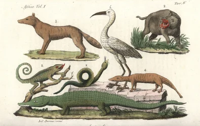 Afrikanske dyr, inkludert flodhest, kameleon, krokodille, slange osv. Håndkolorert kobberstikk fra Giulio Ferrarios Costumes Antique and Modern of All Peoples.