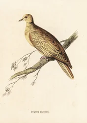 Afrikansk halsbånddue (ringmerket), Streptopelia roseogrisea risoria (Turtur risorius). Håndkolorert stålgravering etter Edward Lear fra Georg Friedrich Treitschkes naturhistoriske galleri, Naturhistorischer Bildersaal des Thierreiches, Liepzig.