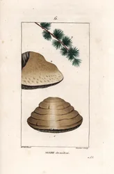 Agaric du meleze - Gravering av Gautier d#39;un dessin av Ernestine Panckoucke (1784-1860), hentet fra La flore medicale, de Chaumeton, Poiret et Chamberet, Paris 1830 - Hvit nattsopp, Tricholoma album, og gren av dens lerketrevert - Gravering