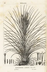 Luftplante, Tillandsia juncea (Bonapartea juncea). Håndkolorert litografi fra Louis van Houtte og Charles Lemaires Blomster i hagene og drivhusene i Europa, Flore des Serres et des Jardins de l#39;Europe, Ghent, Belgia.