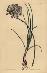 Allium starryum (Jonquil-bladet hvitløk