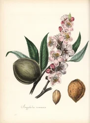 Mandel - Vanlig mandel, Prunus amygdalus (Amygdala communis), med blomst, blad, frukt og frø (nøtt). Håndkolorert sinkografi av Chabots tegnet av Miss MA Burnett fra hennes «Plantae Utiliores: eller illustrasjoner av nyttige planter», Whittaker, London.