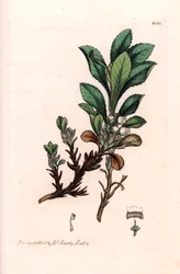 Alpinsk busserole eller alpin bjørnedrue (Arctostaphylos alpina) - Litografi basert på en tegning av James Sowerby for Smith#39;s English Botanical, utgitt i London (England)