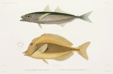 Amberstripe scad og Razor surgeonfish