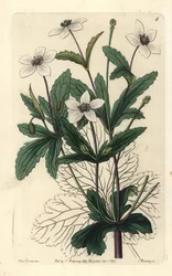 Anemone des rives - Rill-anemone, Anemone rivularis. Håndkolorert kobberstikk av George Barclay etter en illustrasjon av Miss Sarah Drake fra Edwards#39; Botanical Register, redigert av John Lindley, London: Ridgeway