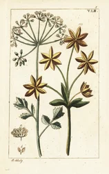 Anis eller anis, Pimpinella anisum.