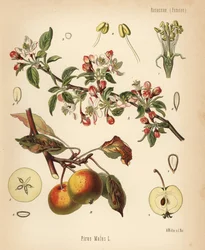 Epletre, Malus domestica (Pyrus malus). Kromolitografi etter en botanisk illustrasjon av Walther Muller fra Hermann Adolph Koehlers Medisinplanter, redigert av Gustav Pabst, Koehler, Tyskland.