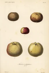 Eplesorter, Malus pumila