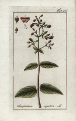 Aquatic scrophular (Scrophularia aquatica). Litografi fra “Afbeelding der Artseny-Gewassen” av Johannes Zorn (1739-1799), Nederland