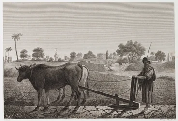 Jordbruk, pløying Pløying med okser, Egypt, ca 1798