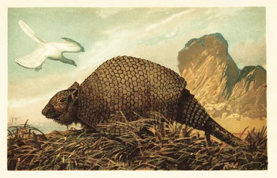 Archeopteryx lithographica og Panochthus tuberculatus.1908 (litografi)