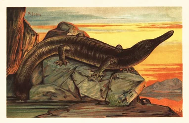 Archegosaurus decheni soler seg på en stein.1908 (litografi)
