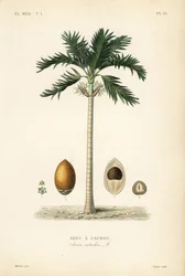 Areca nøttepalme, Areca catechu, Arec a cachou