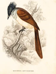 Asiatisk paradisfluesnapper (Himalaya), Terpsiphone paradisi leucogaster (Muscipeta leucogaster). Håndkolorert stålgravering fra Georg Friedrich Treitschkes naturhistoriske galleri, Naturhistorischer Bildersaal des Thierreiches, Liepzig.