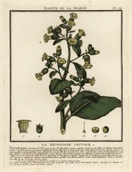 Aztekisk tobakk, Nicotiana rustica.