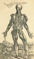 Baksiden av den mannlige menneskekroppen, en anatomisk studie opprinnelig publisert i De Humani Corporis Fabrica Libri Septem (Om menneskekroppens stoff i syv bøker) av Andreas Vesalius, utgitt Basel