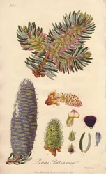 Balsamgran (Abies balsamea) - Sterkt vann av William Clarke for å illustrere «Medicinal Botanical, Description of the Medicinal Plants of London, Edinburgh and Dublin» av John Stephenson og James Morss Churchill, utgitt i London av John Churchill i 183