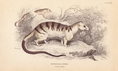Banded palmecivetkatt, Hemigalus derbyanus (Hemigalea zebra). Truet. Håndkolorert stålgravering av Lizars etter en illustrasjon av Charles Hamilton Smith fra William Jardines Naturalist#39;s Library, Edinburgh.