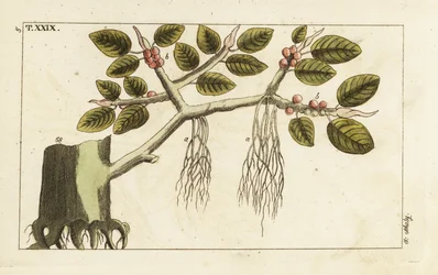 Banyanfikentre med luftrøtter, Ficus benghalensis.