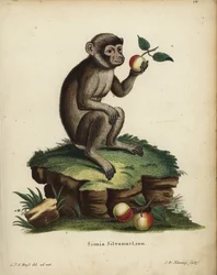 Berberape eller makak, Macaca sylvanus. Truet. Simia silvanus Linn. Håndkolorert kobberstikk av CD Henning etter en illustrasjon tegnet fra naturen av CJG Reuss fra Johann Christian Daniel Schrebers Animal Illustrations after Nature.