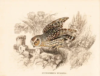 Barbeint ugle, Margarobyas lawrencii (Nattugle med nakenbein, Scotophilus nudipes). Håndkolorert stålgravering fra Georg Friedrich Treitschkes naturhistoriske galleri, Naturhistorischer Bildersaal des Thierreiches, Liepzig.