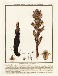 Sengehalm sopelime; Orobanche caryophyllacea.