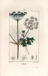 Vanlig bjørnekjeks eller kupastinakk, Heracleum sphondylium - Gravering av Lambert fils, etter en tegning av Pierre Jean Francois Turpin (1775-1840), fra La flore medicale, av Chaumeton, Poiret og Chamberet, Paris 1830 - Vanlig bjørnekjeks eller kupastinak