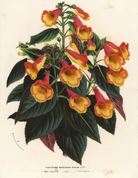 Tofarget Achimenantha x naegelioides-kultivar (Plectopoma naegelioides bicolor). Håndkolorert litografi fra Louis van Houtte og Charles Lemaires Blomster i hagene og drivhusene i Europa, Flore des Serres et des Jardins de l#39;Europe, Ghent, Belgia.