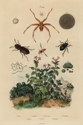 Storøyd bille, Notiophilus biguttatus, ryggsvømmer, Nononecta-arter, nummulittfossil, mørkebille, Nyctelia-arter, flaggermusflue, Nycteribia-arter
