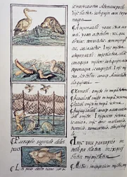 Fuglejakt på innsjøen, side fra den florentinske kodeksen, tospråklig versjon på spansk og Nahuatl, General History of the Things of New Spain, av den spanske misjonæren Fray Bernardino de Sahagun (1499-1590). Aztekisk sivilisasjon