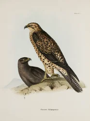 Rovfugler, Galapagosøyene, ca 1832-1836