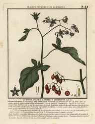 Søtvier, Solanum dulcamara.