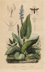 Svartbåndet edderkoppveps, Anoplius viaticus 1, plukkerve, Pontederia cordata 2 og vaktreke, Anchistus custos 3