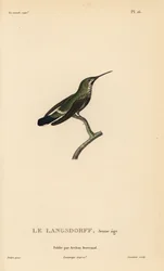 Svartbuget tornhale, Discosura langsdorffi (Ornismya langsdorfii). Ungfugl. Håndkolorert stålstikk av Coutant etter en illustrasjon av Jean-Gabriel Prêtre fra René Primevère Lessons 