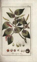 Svart pepperrett (Piper nigrum). Litografi fra “Afbeelding der Artseny-Gewassen” av Johannes Zorn (1739-1799), Nederland